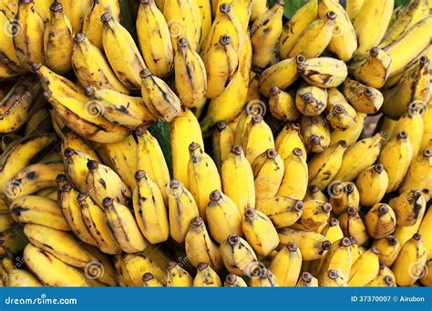Gros Michel Bananas Branch Ripe Royalty Free Stock Photography - Image ...