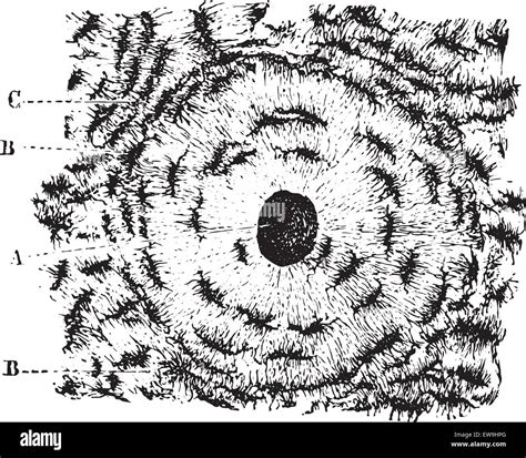 Structure of bone tissue or Osseous tissue, Cross-sectional radius of the bone, vintage engraved ...