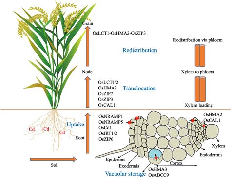 Translocation In Plants