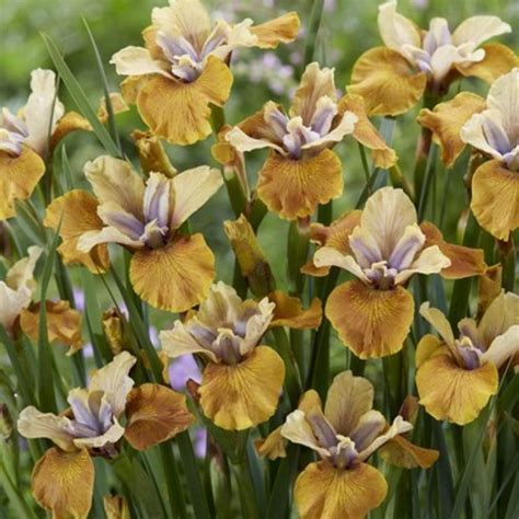 Iris sibirica 'Colonel Mustard' - buy Irises at Coolplants