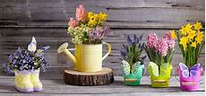 vasi in plastica colorati collection flowers potted plants daffodil hyacinth vasi in plastica colorati collection flowers potted plants daffodil hyacinth