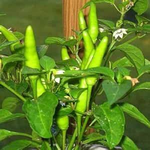 Chilli F1 Hybrid Mike No 2 - Vegetable Seeds for Home Planting-(2000 ...
