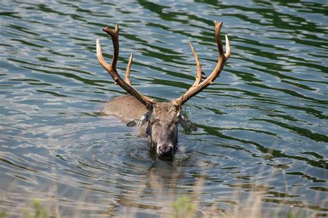 Pére David's Deer | The Wilds