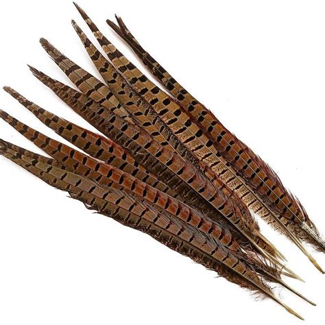 Buy Small Natural Peacock Feathers Online In India - Etsy India