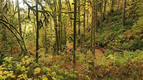 Natural Vegetation Of India Images Natural Vegetation In India,