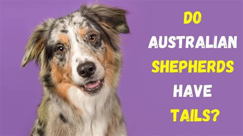 Are Australian Shepherds Born With Tails? (Fully Explained)