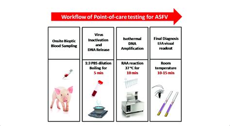 Image result for ASF Testing