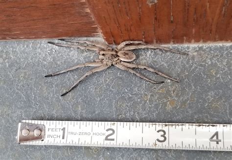 Giant Wolf Spider Size
