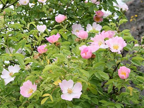 The Counseling Center | Bach Flower Therapy