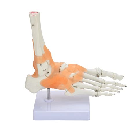 Buy DYTAH Foot Model - Lifesize Foot Ankle Joint with Ligament Model ...