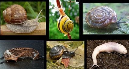 Non-chordates: Annelida, Arthropoda, Molluscs, and Echinoderms — lesson ...