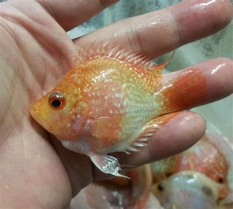 Buy Flowerhorn Fish Online at Low Price – Best4Pets