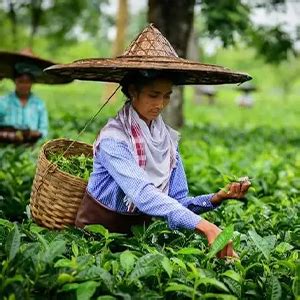 Flurys English Breakfast Envelop 100 Tea Bags, 200 Grams : Amazon.in ...