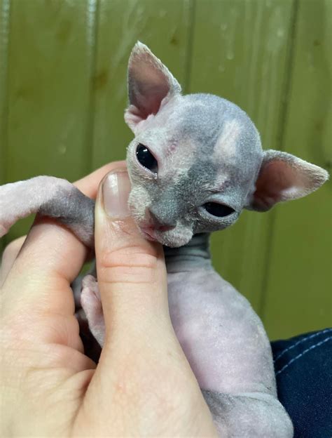 My daughter will be getting a kitten in 8 more weeks and we didn’t know ...