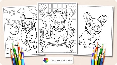 Dog Coloring Pages French Bulldog