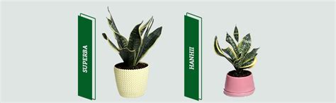 Nurturing Green® Exotic Live Snake Plant in Peach Ceramic Pot For Home ...