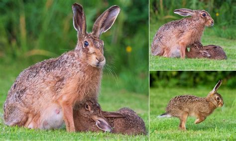 Baby Hare