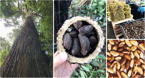 Brazil nut trees: Current Biology
