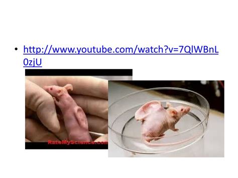 Stem Cells Free Science Lessons 的图像结果