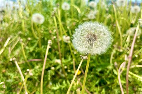 Dandelion Greens: Recipes, Techniques, And More, 51% OFF