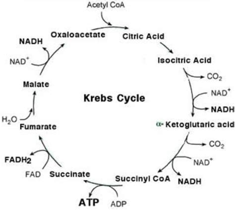 Give the schematic representation of overall view of TCA cycle ...