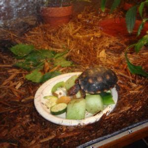 DIY Tortoise Table Guide [With Video] - All Turtles