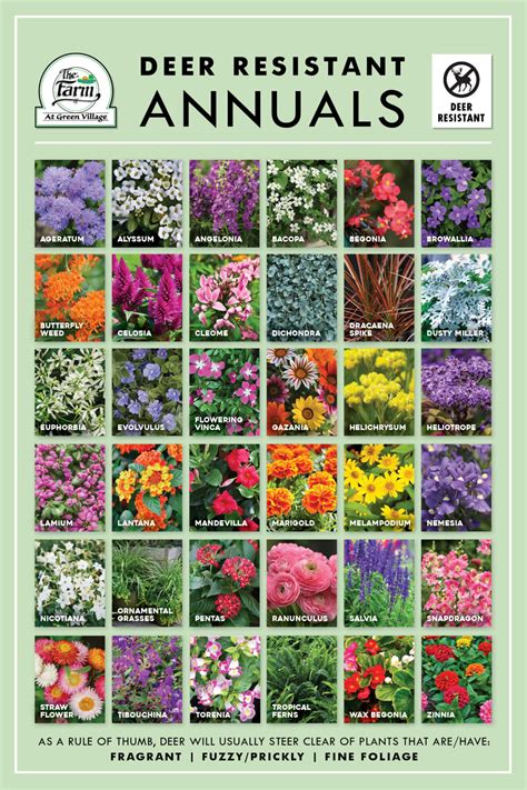 Deer Resistant Annuals Visual Guide - The Farm at Green Village