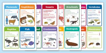 Classification | Animals, Including Humans | Science | KS1