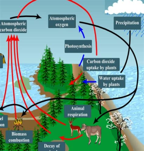 diagram of Oxygen cycle ,carbon cycle, nitrogen cycle and water cycle ...