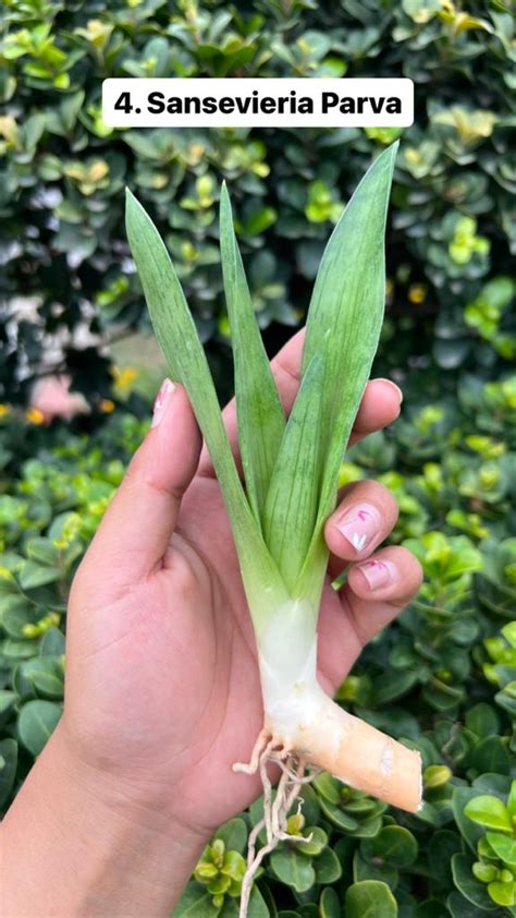 Sansevieria Combo Offer #63 (06 Plants) – Fermosa plants