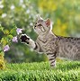 Image result for Cutest Ever Cute Cat