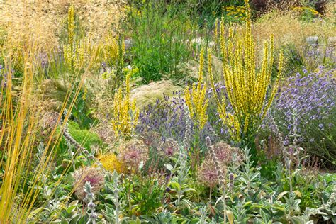 Attractive Drought Tolerant Plants Water Wise Wildlife Gardens: