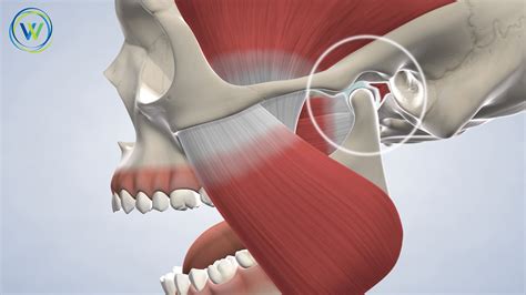 Temporomandibular Joint Movement Animation
