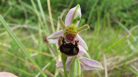 Bee orchids are all dressed up with nowhere to go – The Irish Times