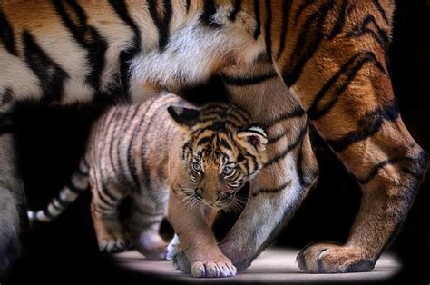 10 years since St Petersburg Declaration, hopes for doubling tiger ...