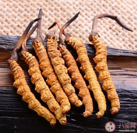 高品质西藏那曲冬虫夏草，传统药食同源滋补中药材