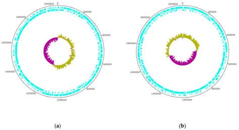 Microorganisms | Special Issue : Safety Aspects of Lactic Acid Bacteria