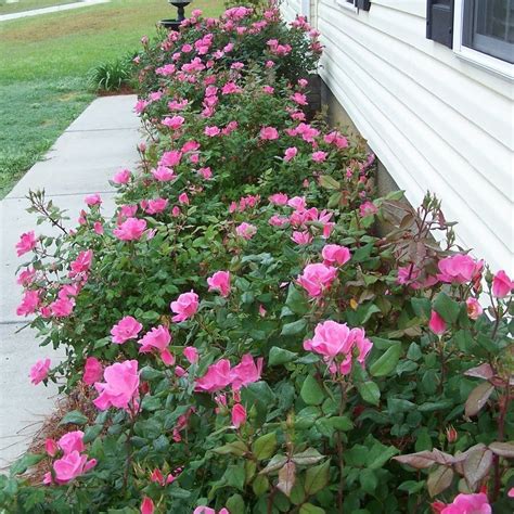 Pink Double Knockout Rose Planting Instructions at Petra Webster blog