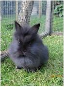 Image result for Cute Baby Lionhead Bunny