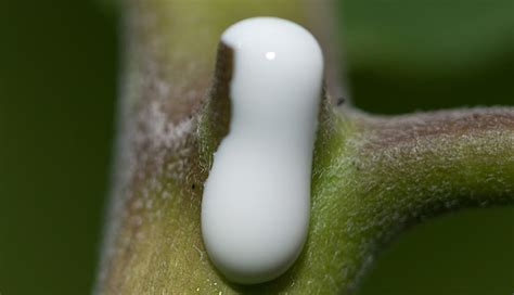 18 Ways To Treat Genital Warts at Home - lifeberrys.com
