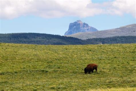 Restoring the Herds: Tribal Bison Management Programs