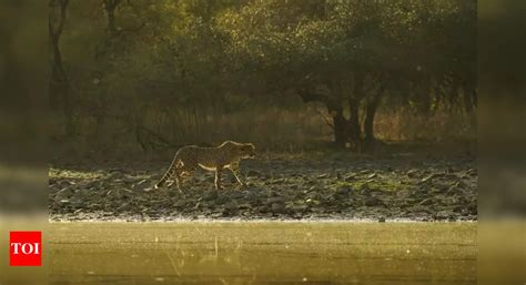 MP forest dept releases newsletter to mark 2 successful years of ...