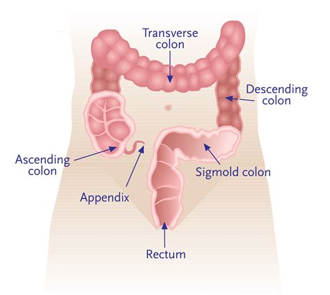 Human Rectum Functions and Diseases | New Health Guide