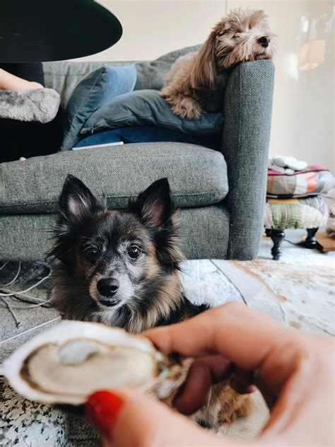 Tasting New Brunswick: A Closer Look at Beausoleil & Belle du Jour ...