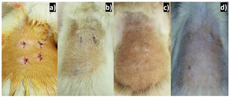 Preliminary Biocompatibility Tests of Poly-ε-Caprolactone/Silver ...