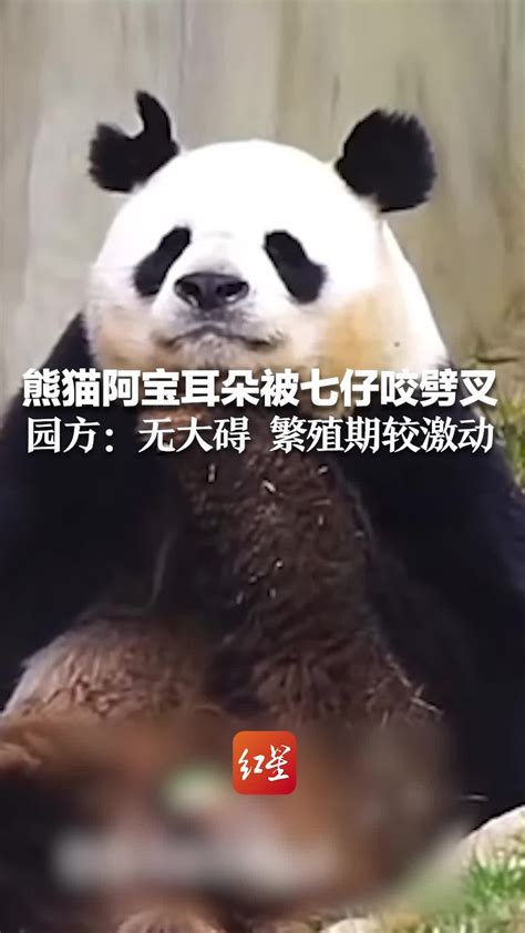 世界唯一活体棕色大熊猫七仔惬意撒欢[2]- 中国日报网