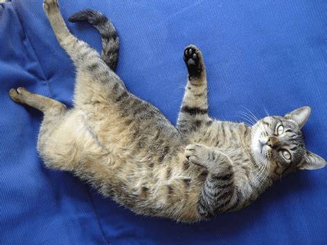 Classification Model Example 的图像结果