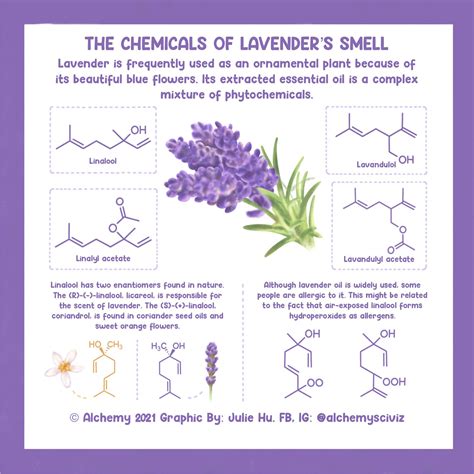 What Is The Smell Of Lavender Oil at Martha Cannon blog