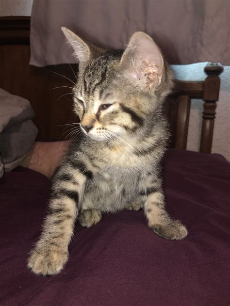 Classic Tabby Bengal Mix