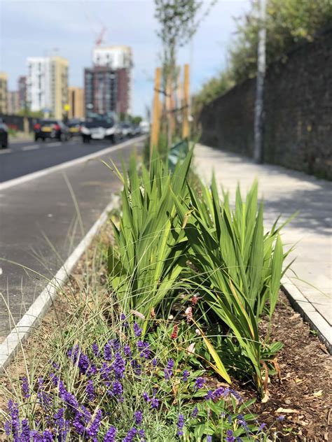 Rain Gardens for Natural Water Management | Meristem Design
